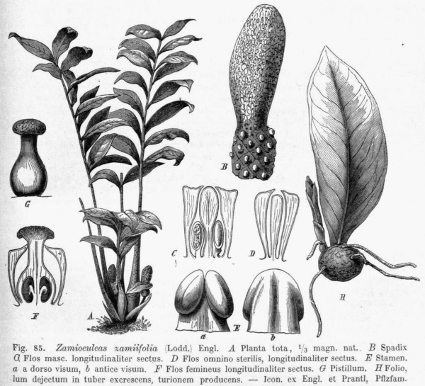 Замиокулькас строение