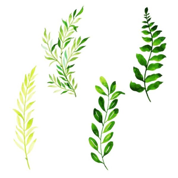 Зелень акварель вектор