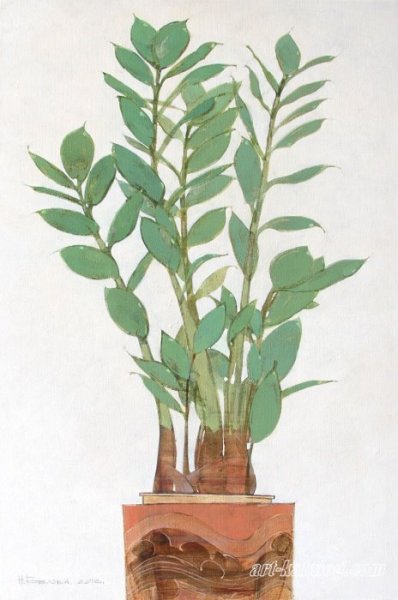 Замиокулькас замиелистный рисунок