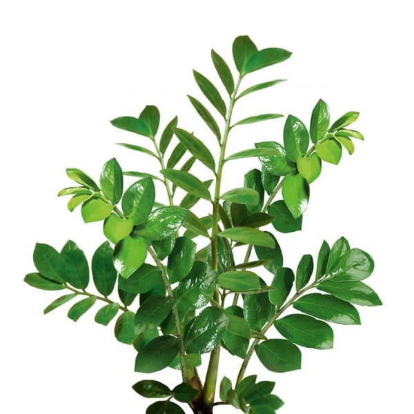 Замиокулькас бело зеленый