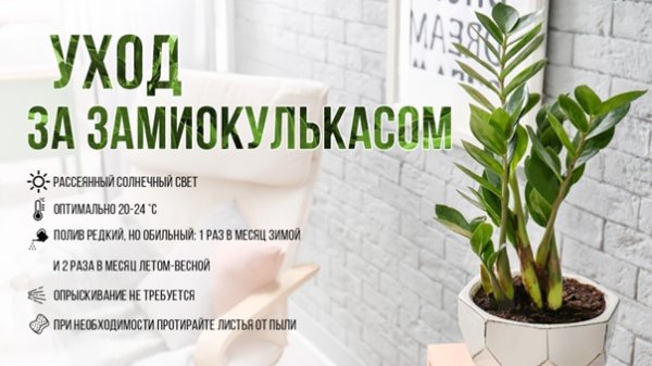 Паспорт цветов замиокулькас