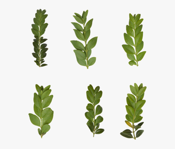 Самшит ветка