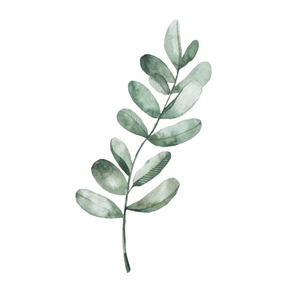 Ветвь эвкалипта акварель