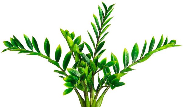 Долларовое дерево цветок