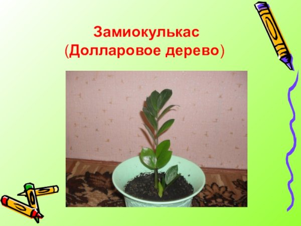 Замиокулькас паспорт растения