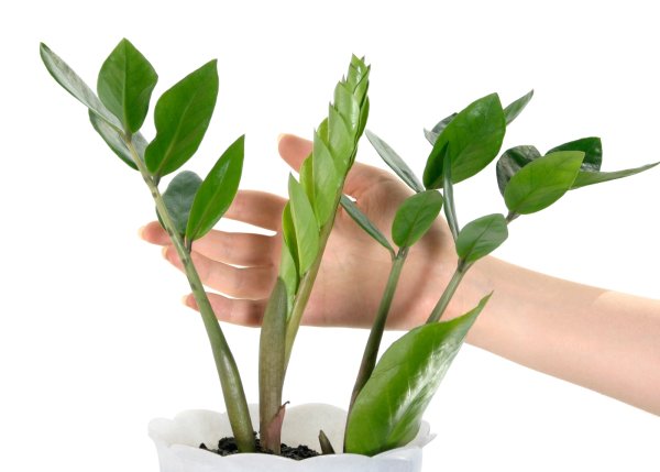 Замиокулькас ланцетовидный