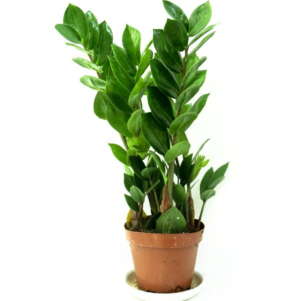 Замиокулькас ланцетовидный