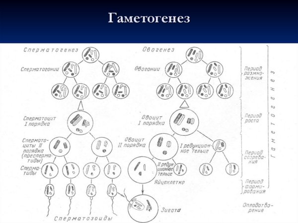 Стадии развития гаметы в гаметогенезе