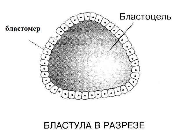Строение бластулы человека гистология