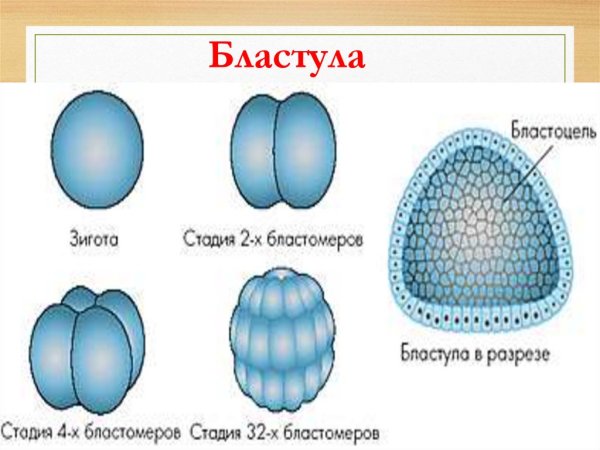 Стадии онтогенеза рисунок