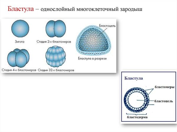 Бластула и бластоцель