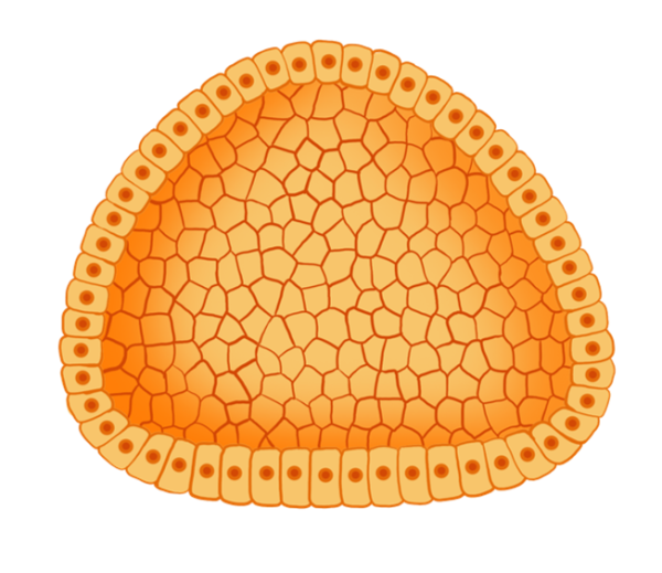 Строение бластулы