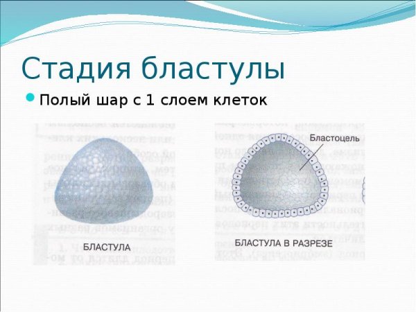 Зигота морула бластула гаструла