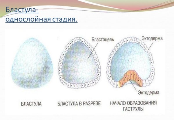 Бластула и бластоцель