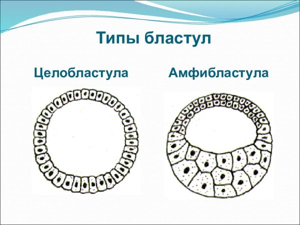 Стадии развития эмбрионального развития ланцетника