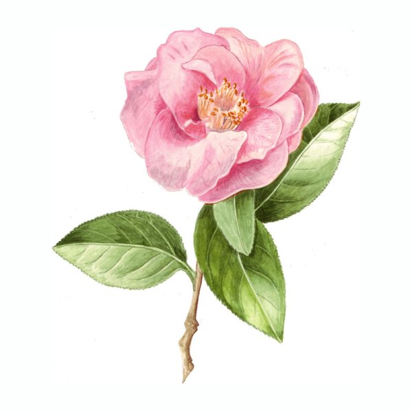 Камелия эскиз