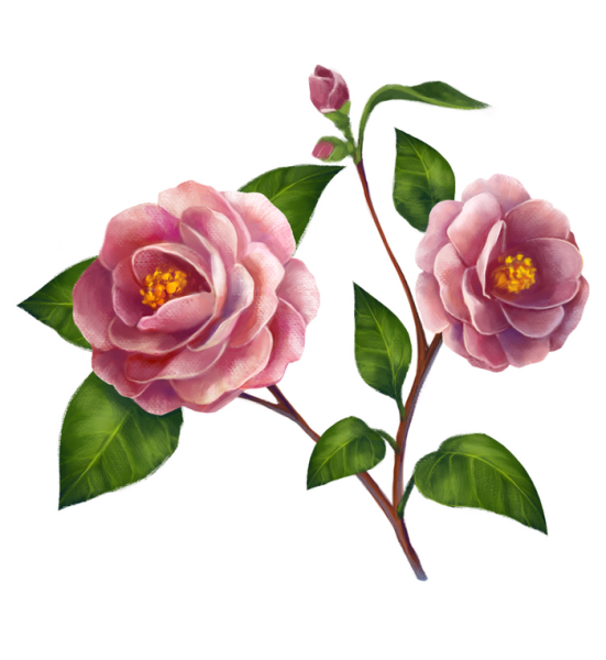 Камелия референс