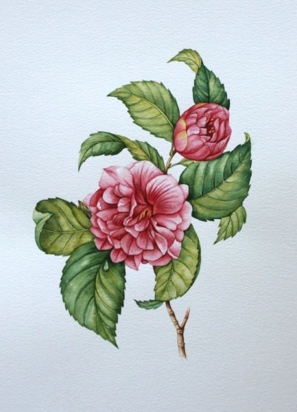 Ботаническая акварель Камелия