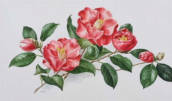 Камелия акварель