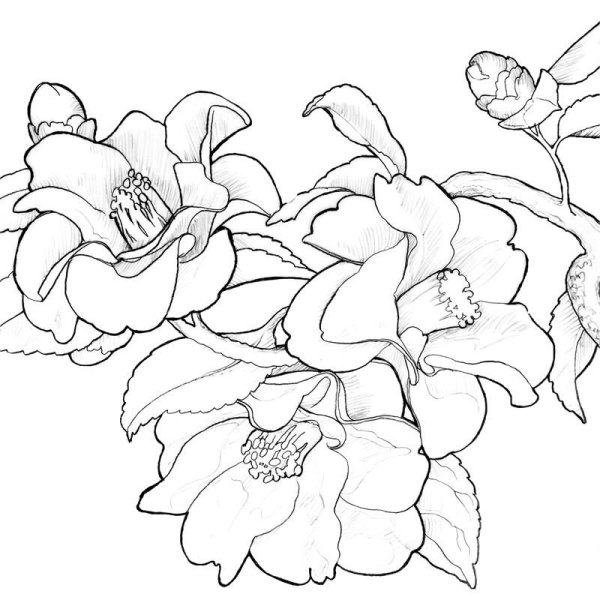 Камелия контур