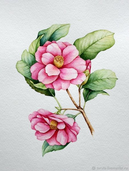 Ботаническая акварель Камелия