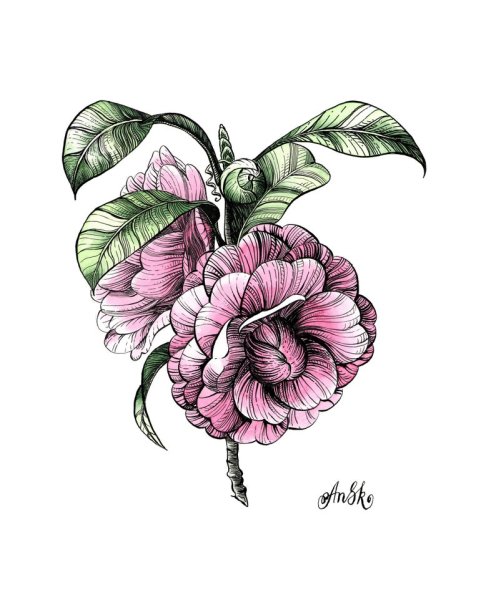 Камелия референс