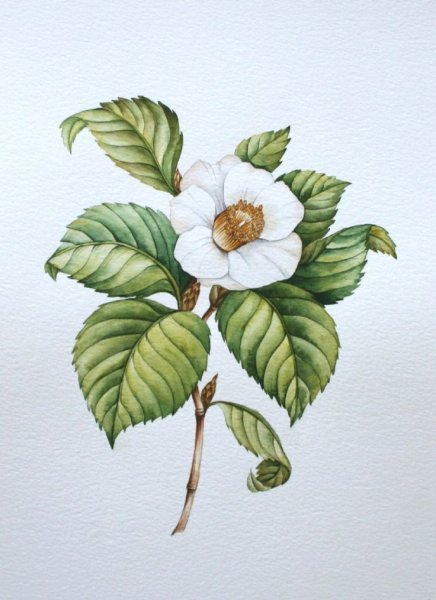 Ботаническая акварель Камелия