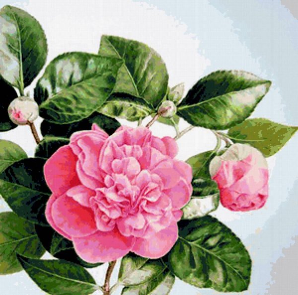 Камелия Джулио Нуччи