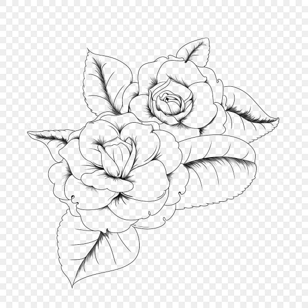 Камелия рисунок карандашом