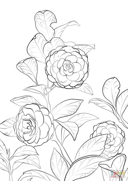 Раскраска цветка Камелия