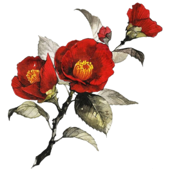 Ботаническая акварель Камелия