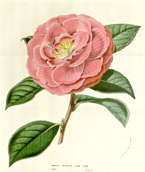 Камелия акварель