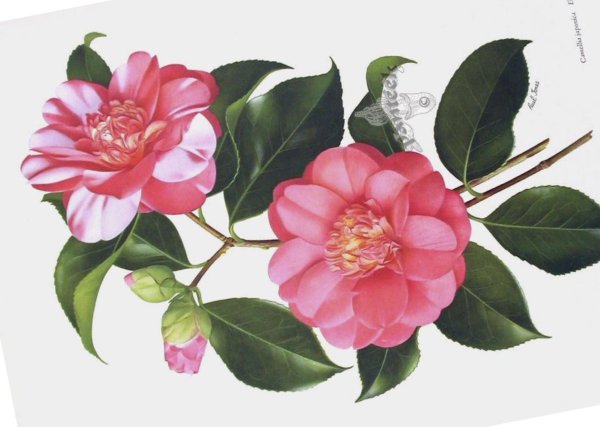 Камелии японский узор