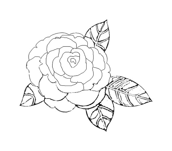 Раскраска цветка Камелия