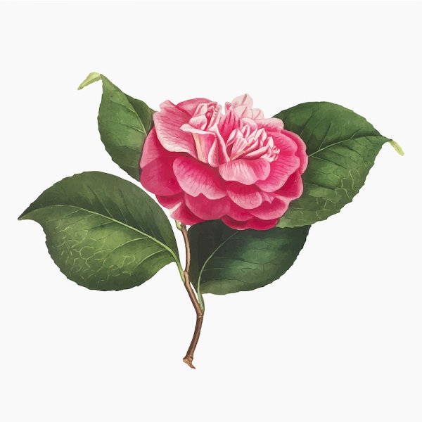 Камелия Винтаж