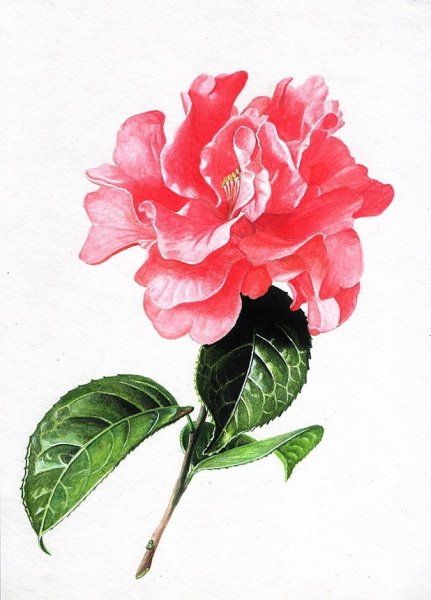 Камелия Синенсис акварель