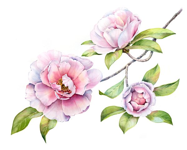 Камелия акварель