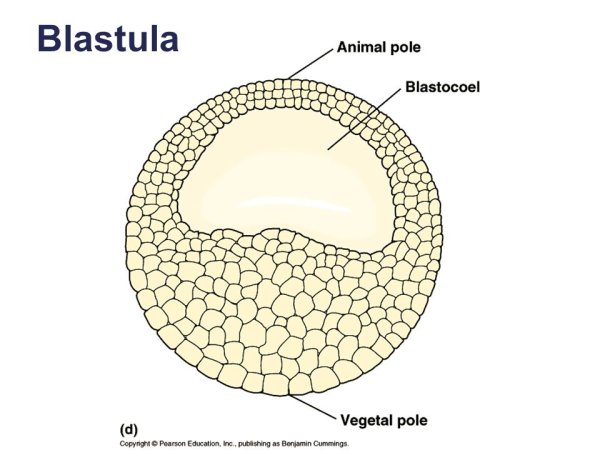 Формирование бластулы