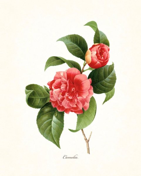 Camellia Vintage Botanical