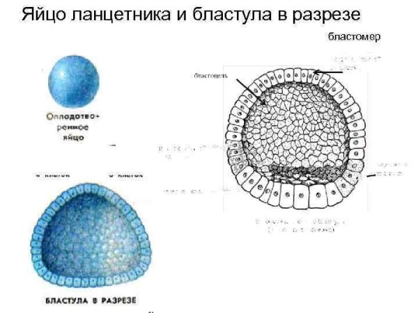 Бластула процессы