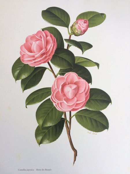 Panteek Camellia