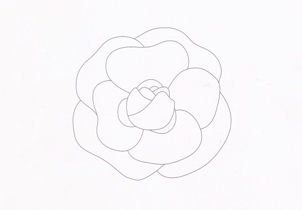 Камелия цветок рисунок