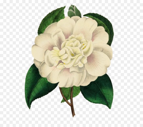 Камелия референс