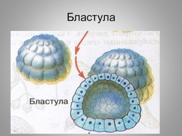 Схема дробления и образования бластулы