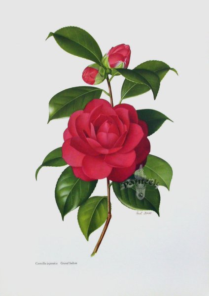 Panteek Camellia