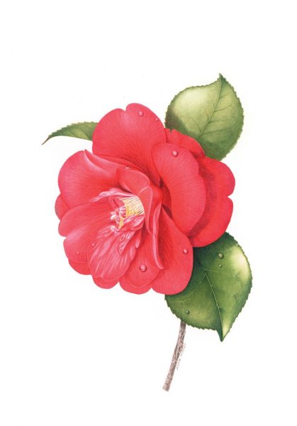 Красная Камелия