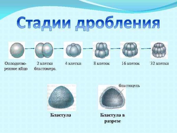 Строение морулы и бластулы