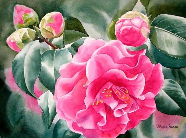 Цветочные акварели Sharon Freeman