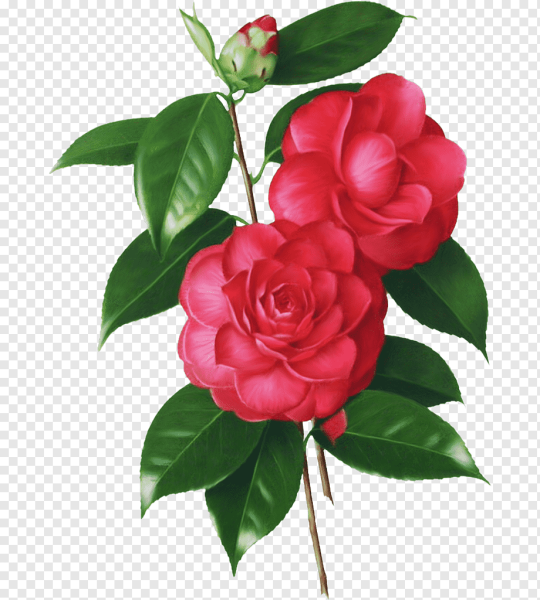 Роза Камелия китайская Art