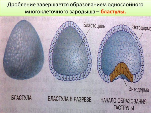 Этапы эмбрионального развития стадия бластулы